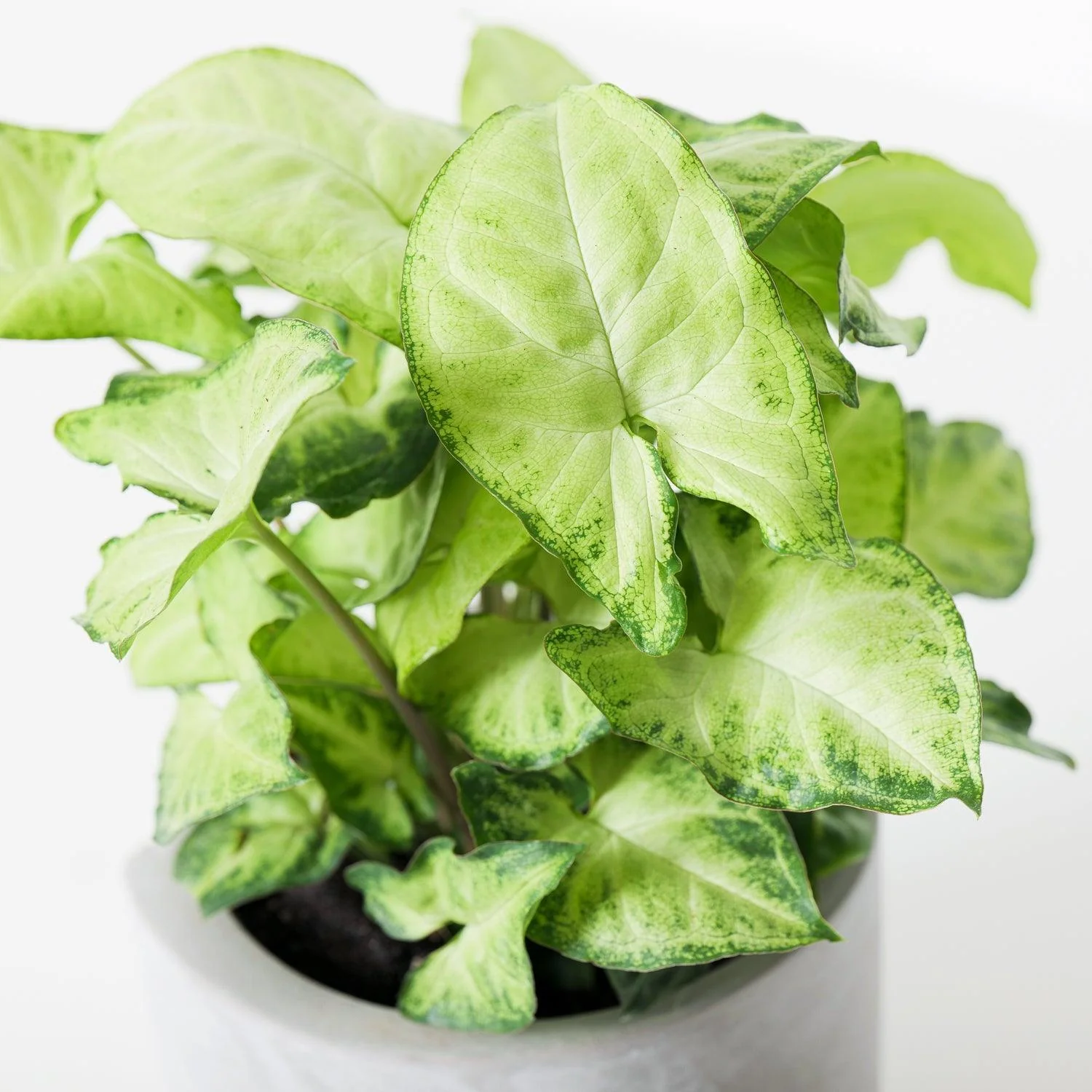 Syngonium White Butterfly - Image 2