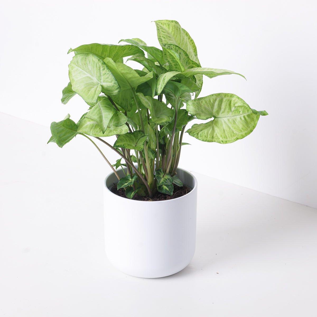 Syngonium White Butterfly - Image 3