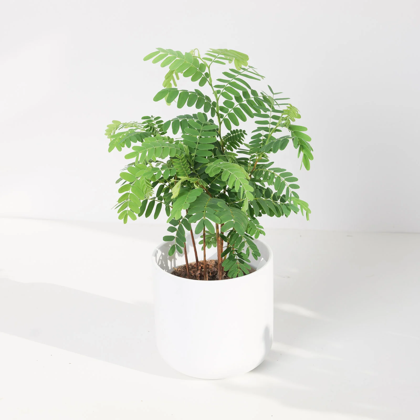 Tamarindus indica | Tamarind