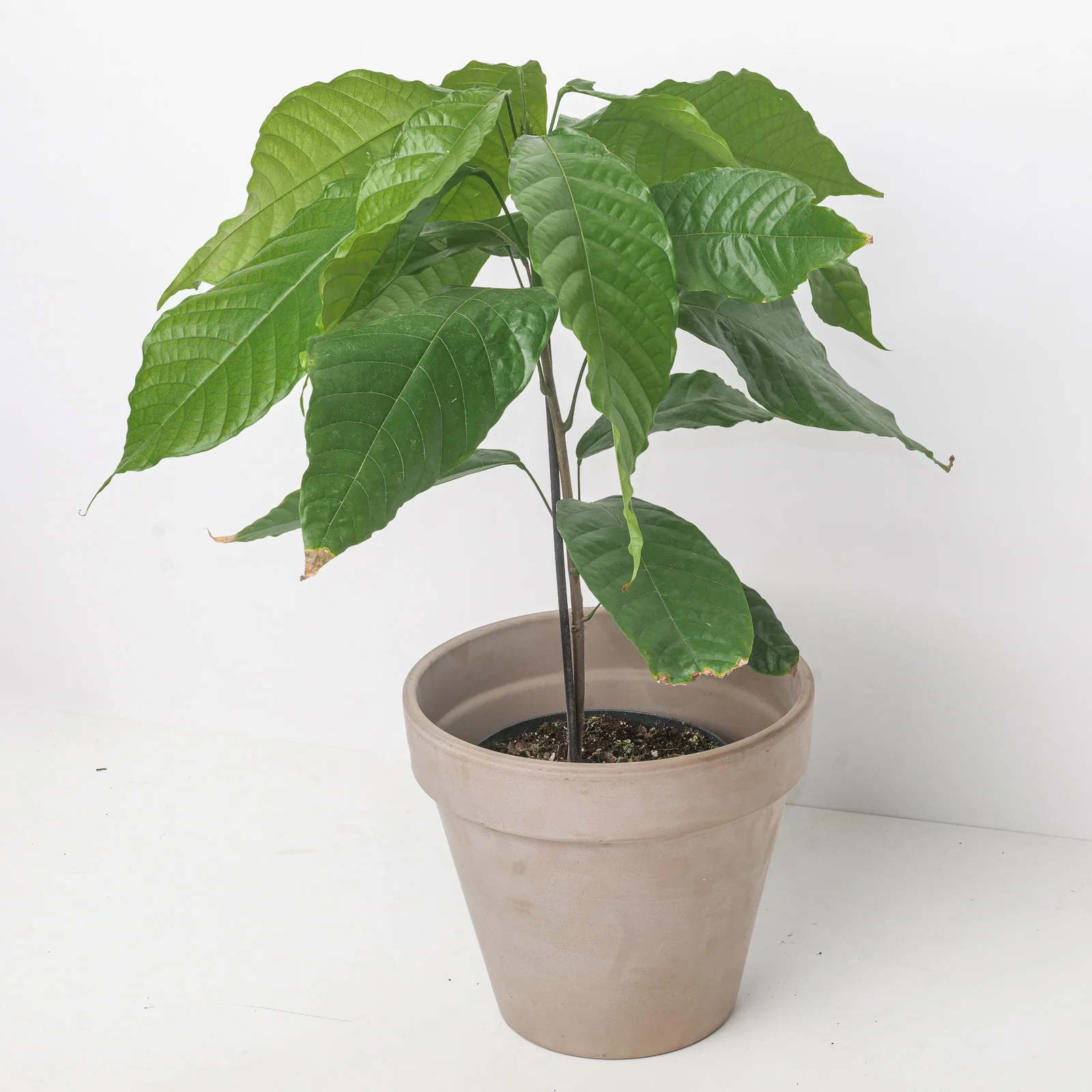 Theobroma cacao | Cacao Tree