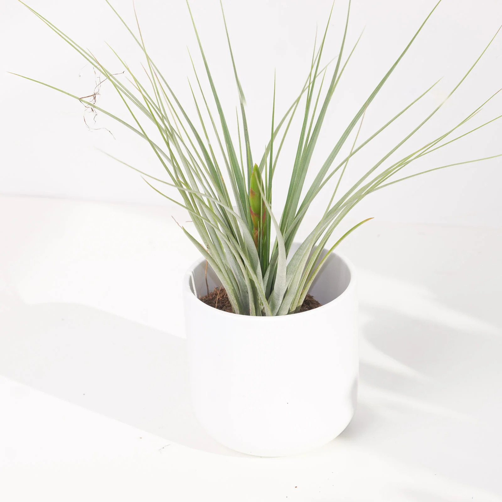 Tillandsia Iopinata