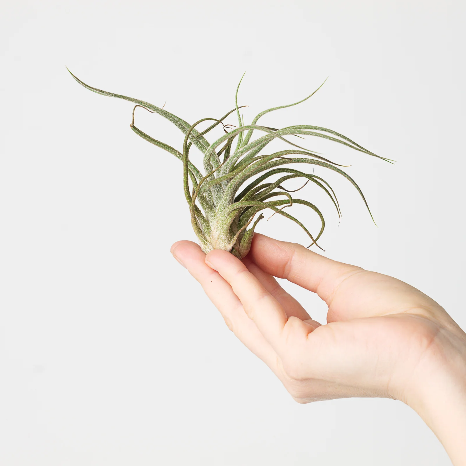 Tillandsia pruinosa | Fuzzy Wuzzy Air Plant
