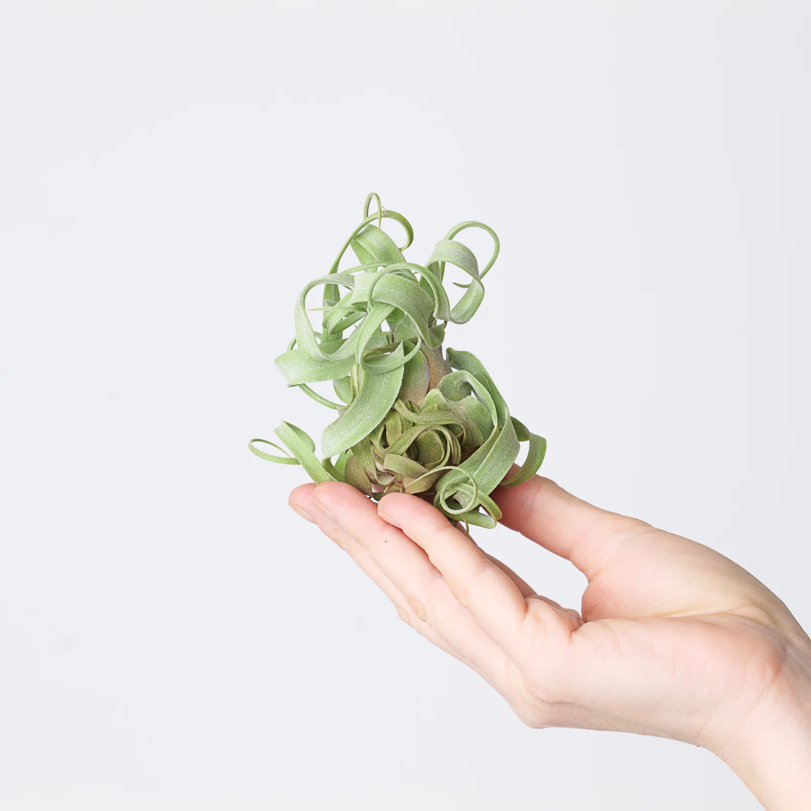 Tillandsia streptophylla |  Air Plant