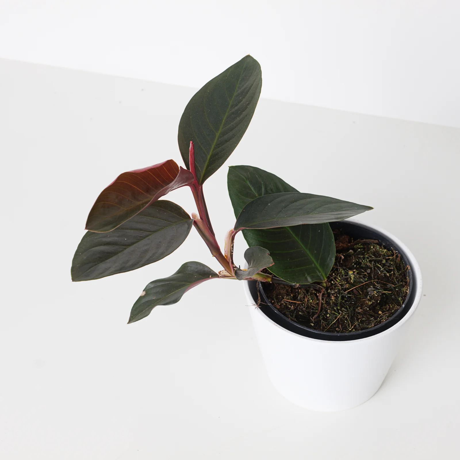 Rhodospatha sp. 'Black/Red'