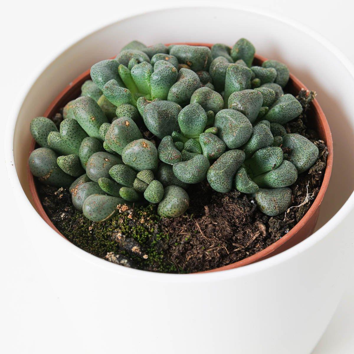 Aloinopsis schooneesii