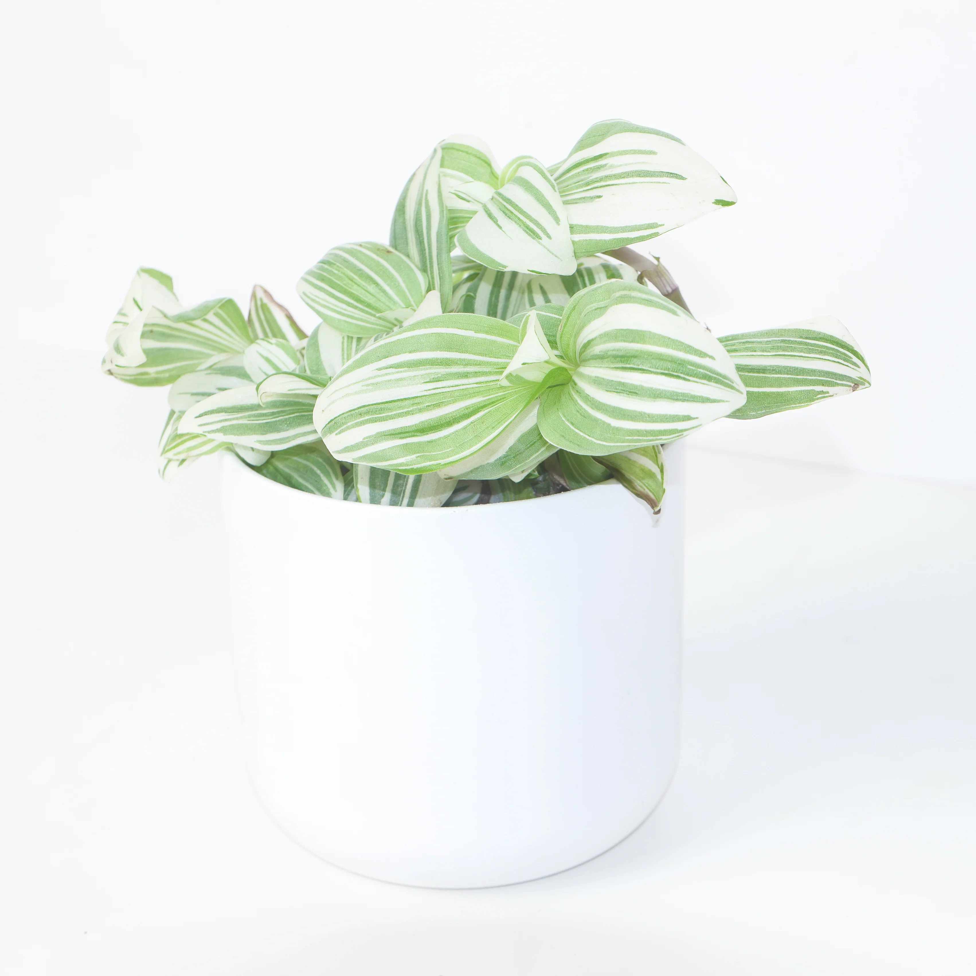 Tradescantia albiflora 'Giant'