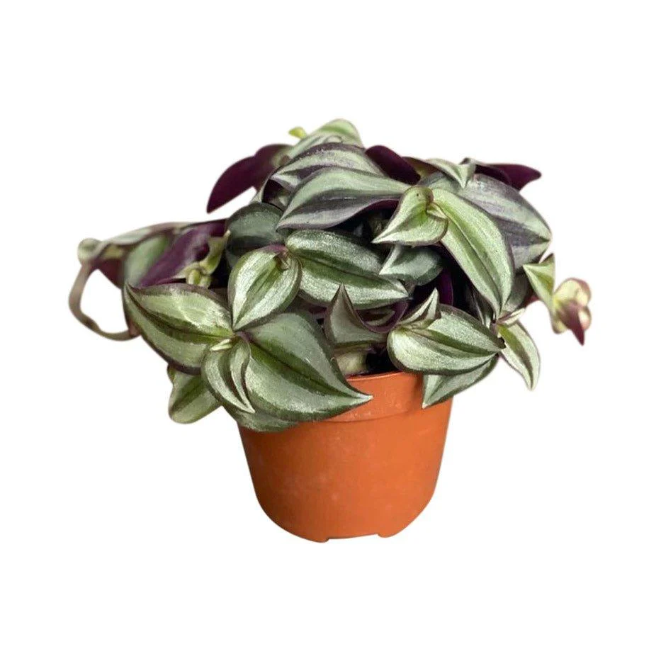 Tradescantia Zebrina - Image 3