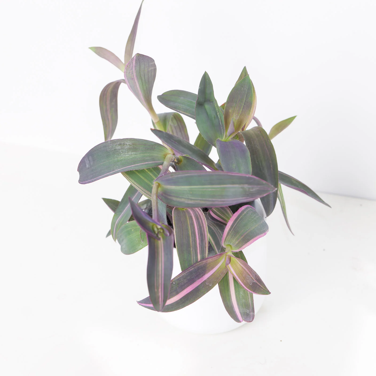 Tradescantia pallida 'Pink Stripe'