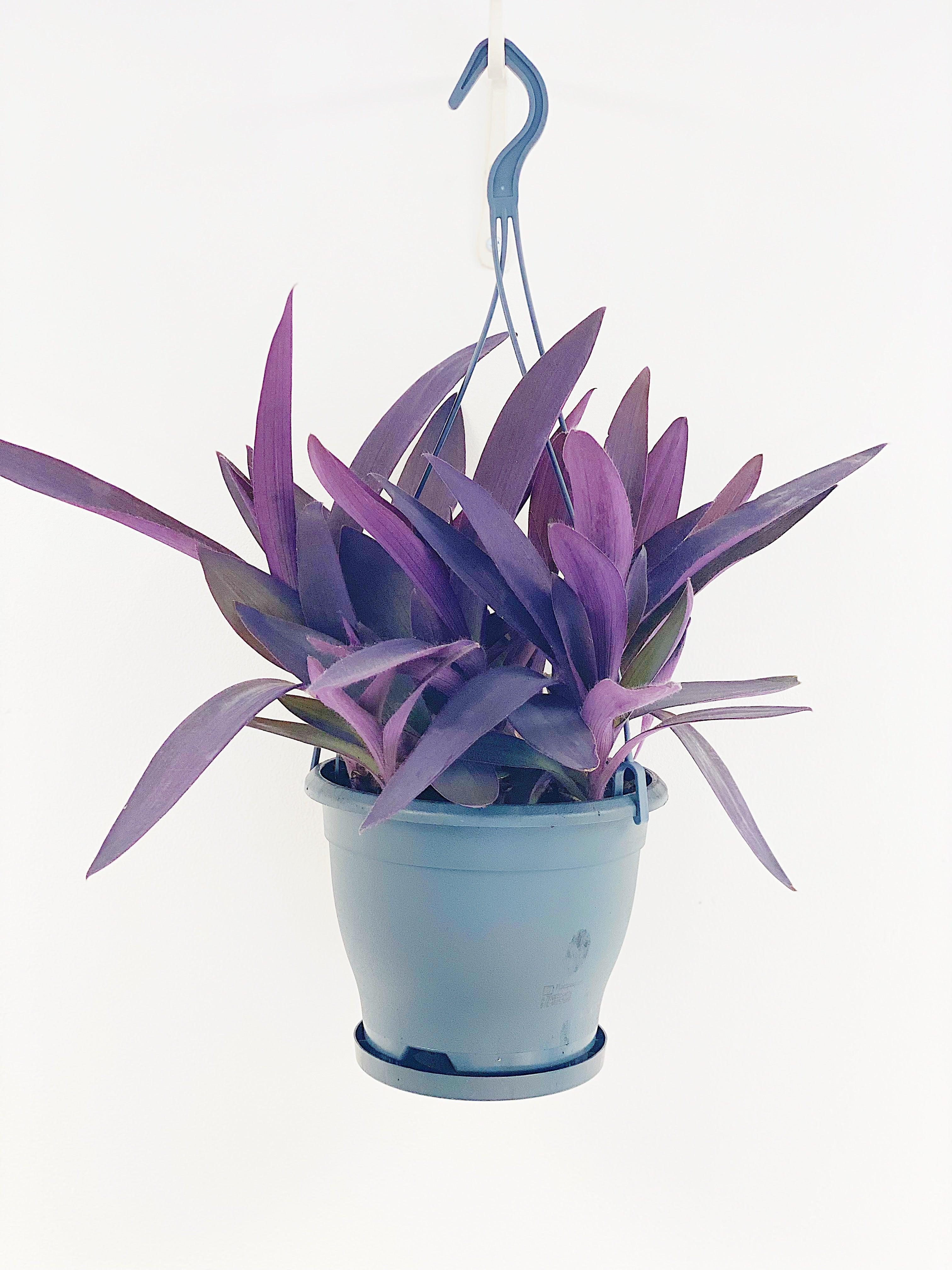 Tradescantia Pallida Purpurea Purple Heart - Image 5