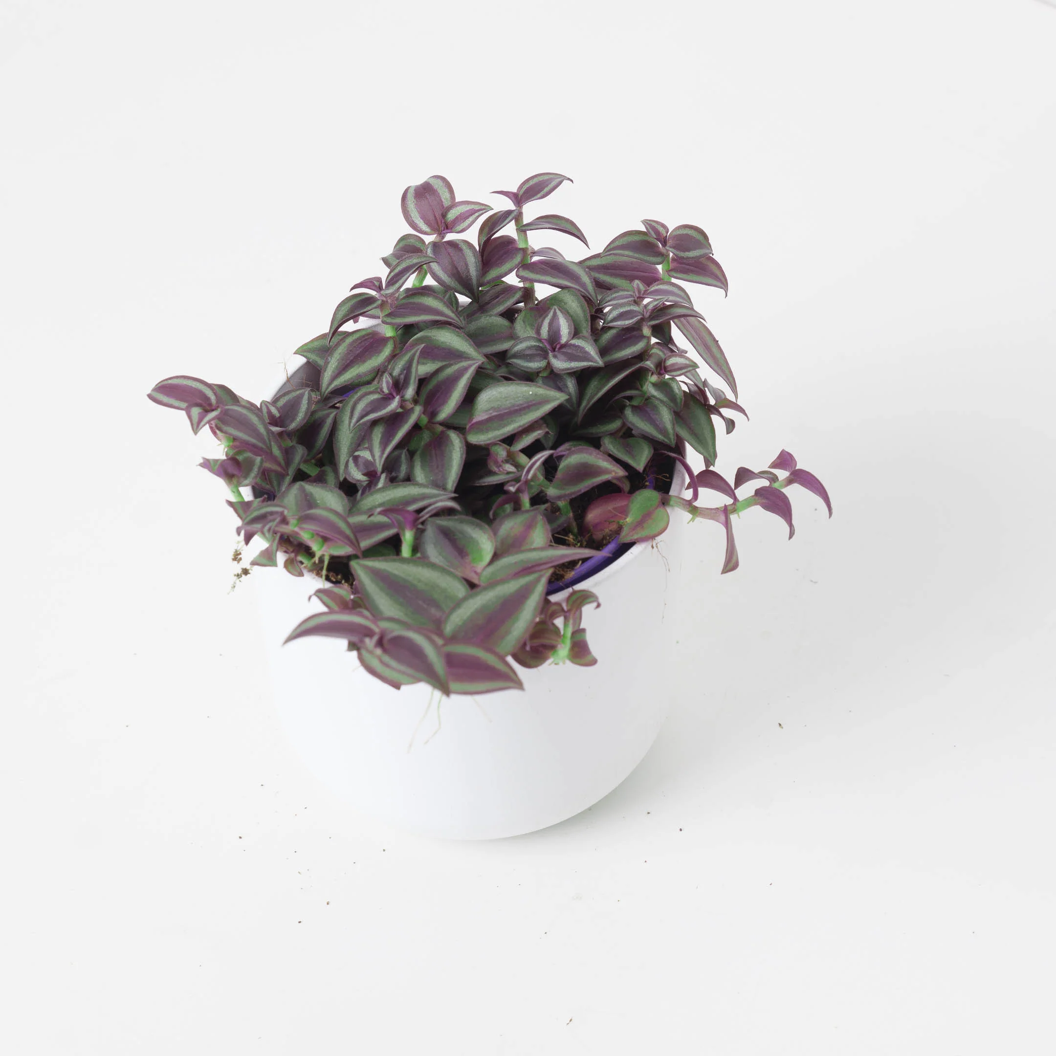 Tradescantia Purple Passion