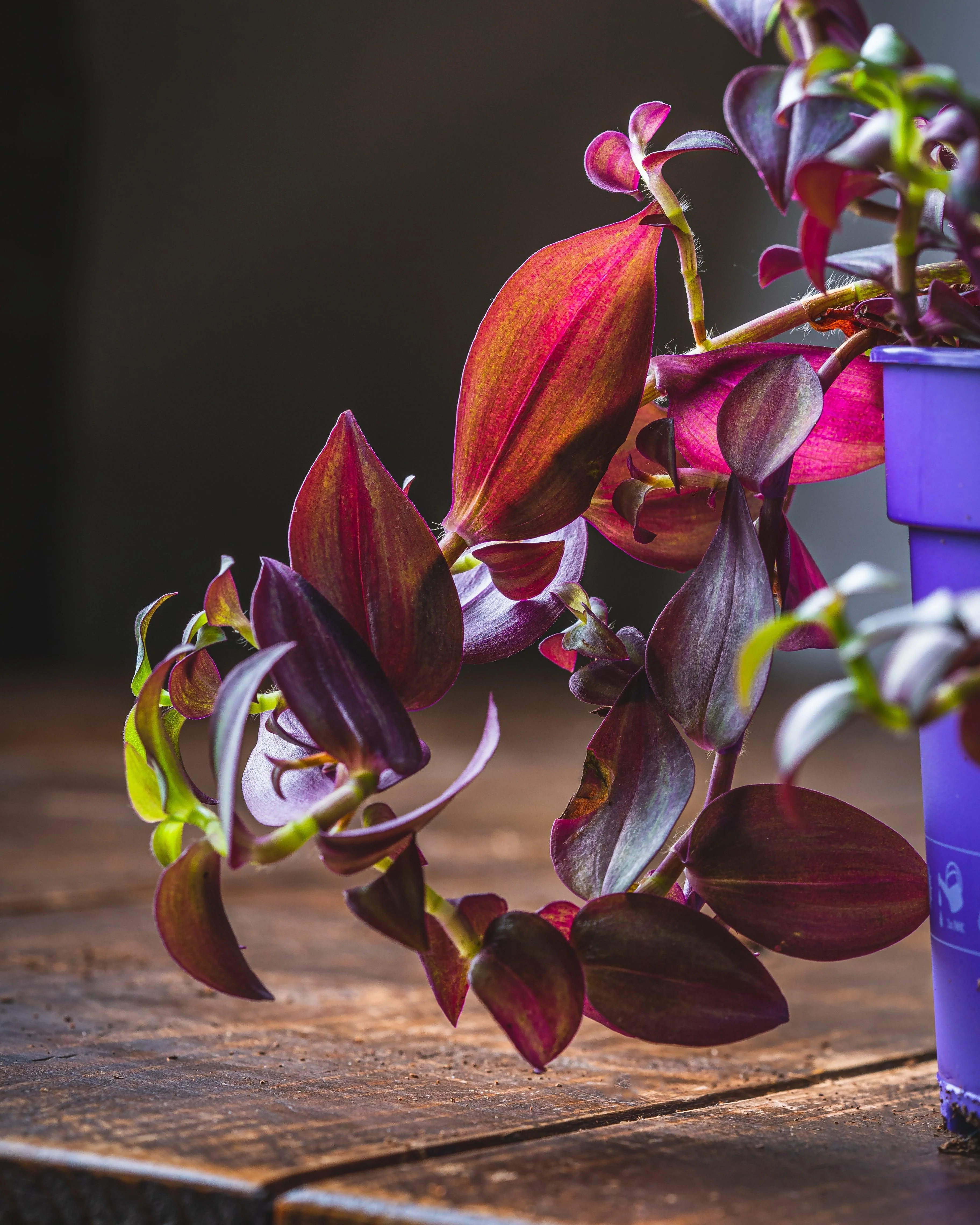 Tradescantia Purple Passion - Image 2