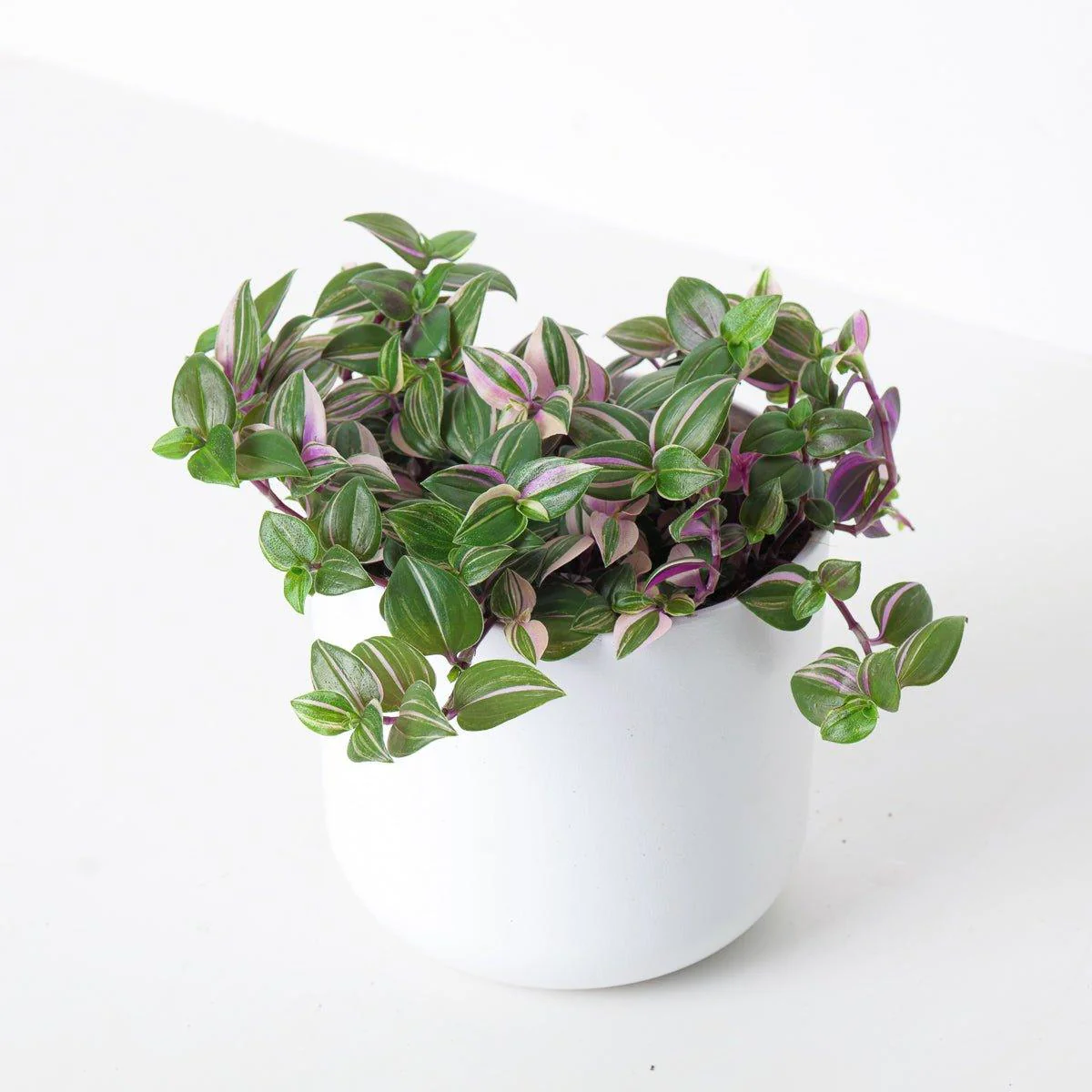 Tradescantia Fluminensis | Quadricolor