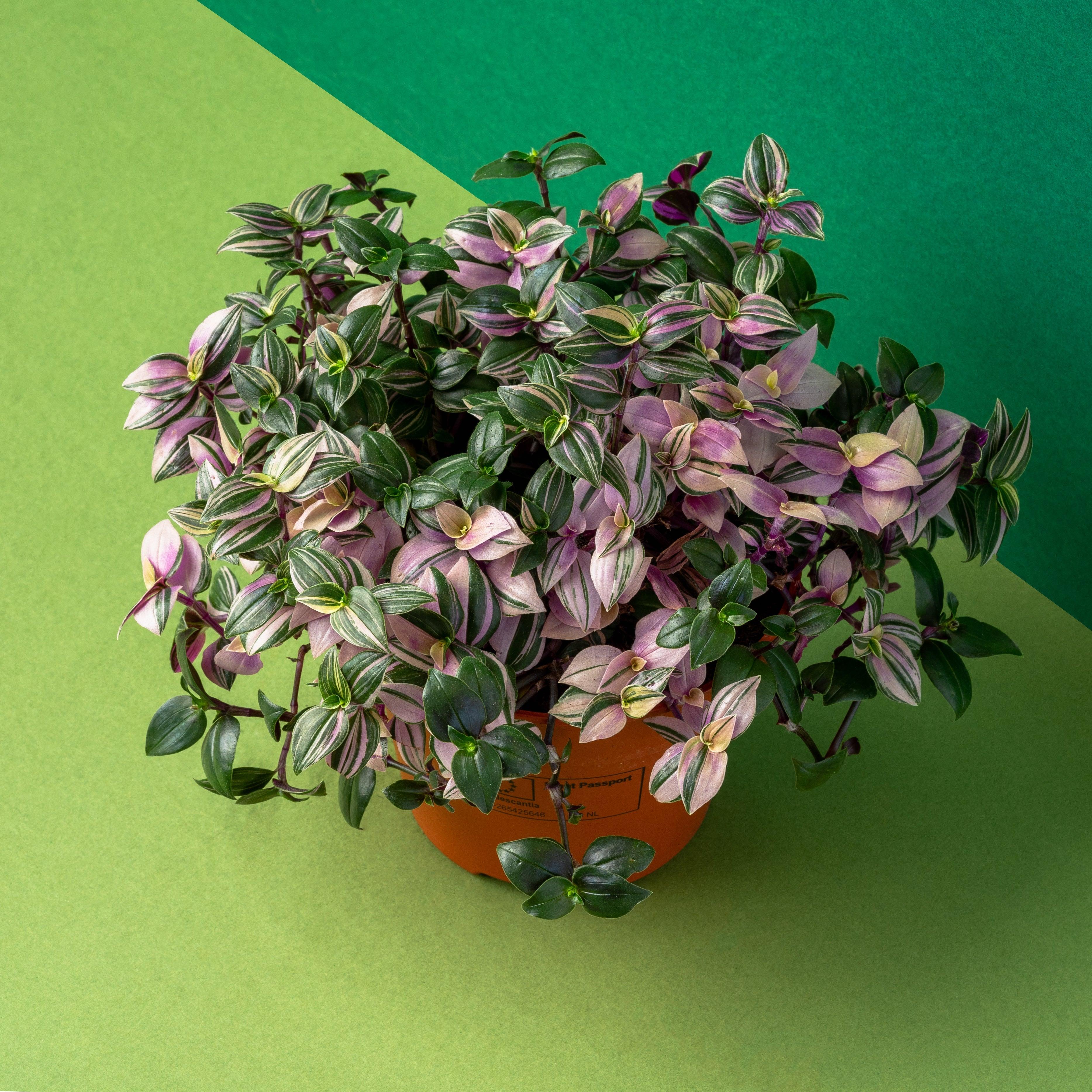 Tradescantia Fluminensis | Quadricolor - Image 2