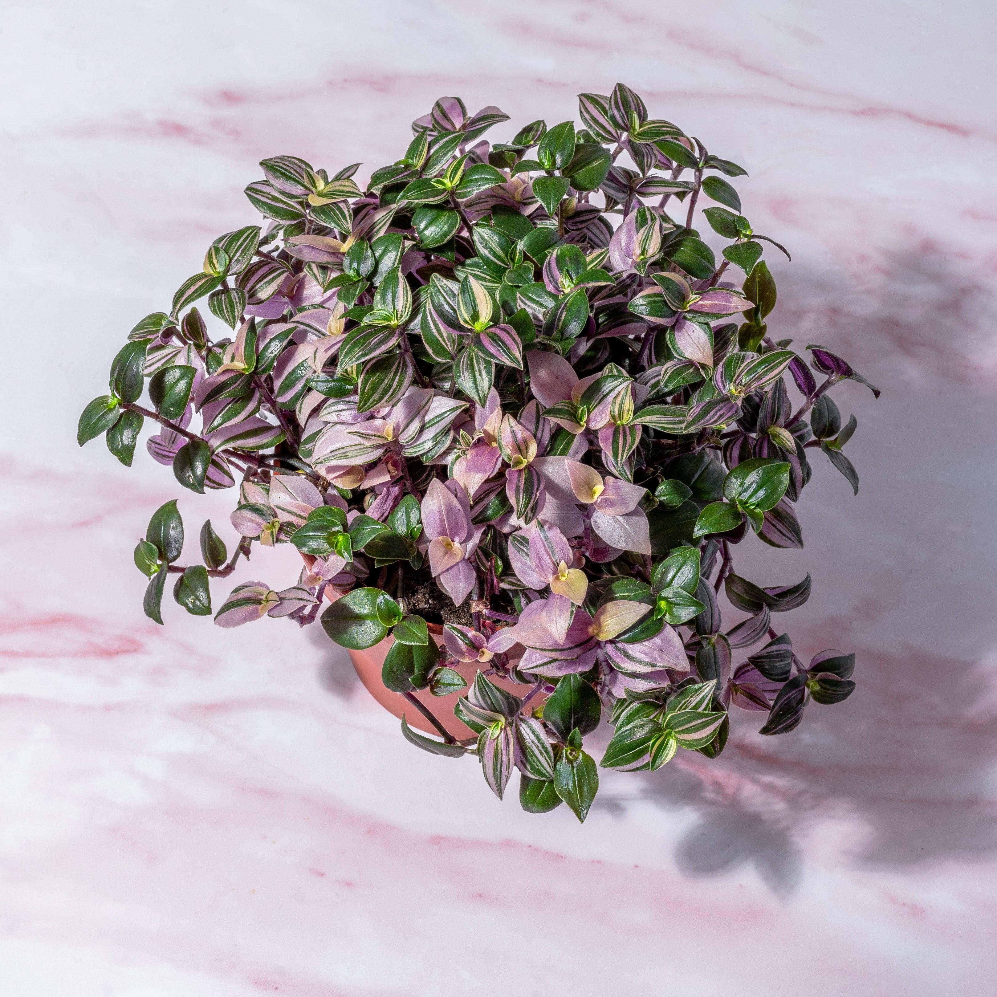 Tradescantia Fluminensis | Quadricolor - Image 3