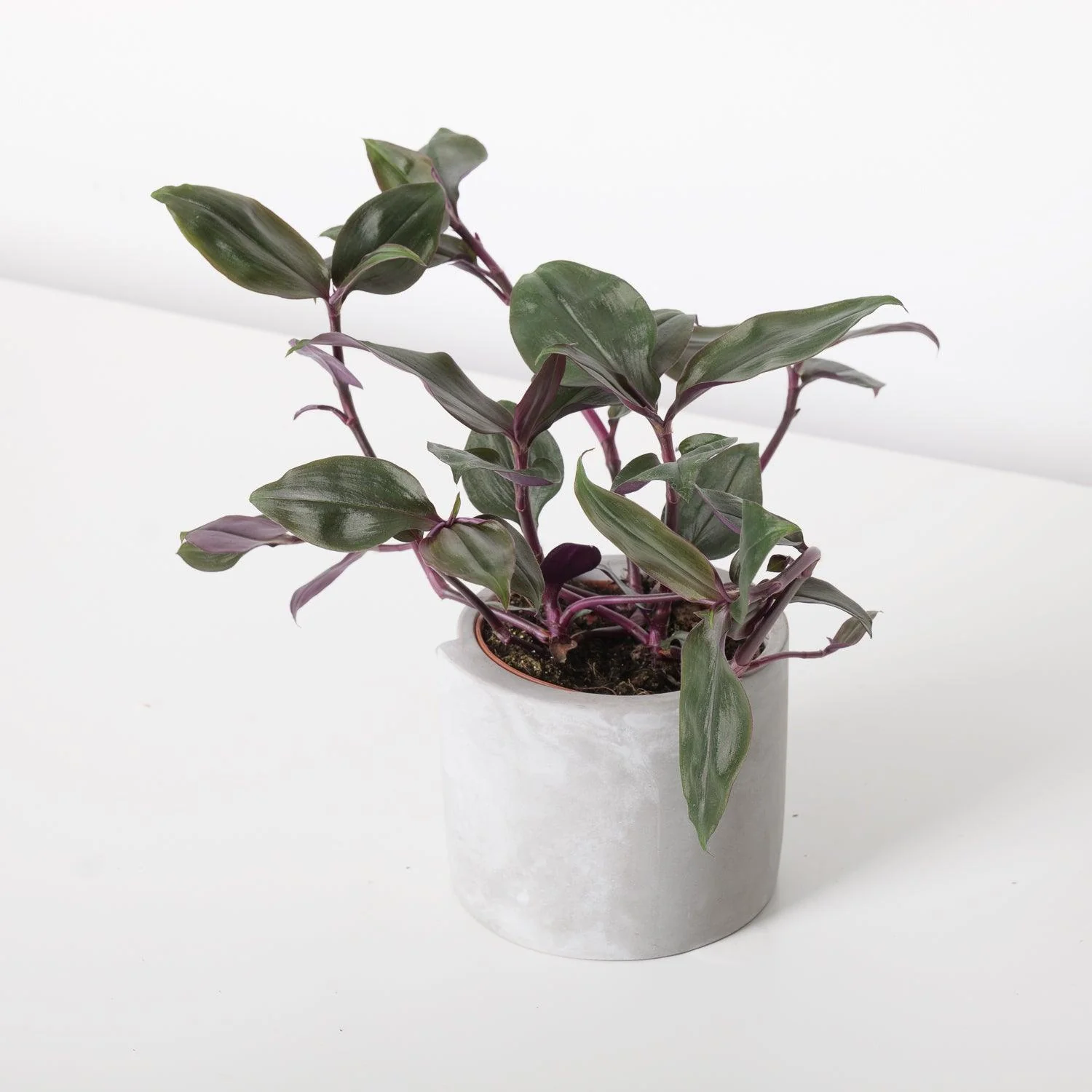 Tradescantia Spathacea Roxxo | House Plant