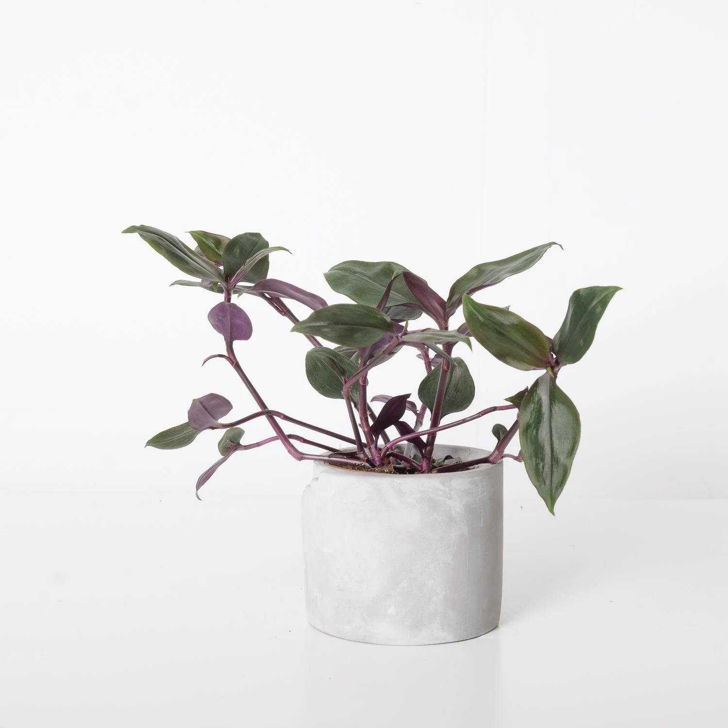 Tradescantia Spathacea Roxxo | House Plant - Image 2