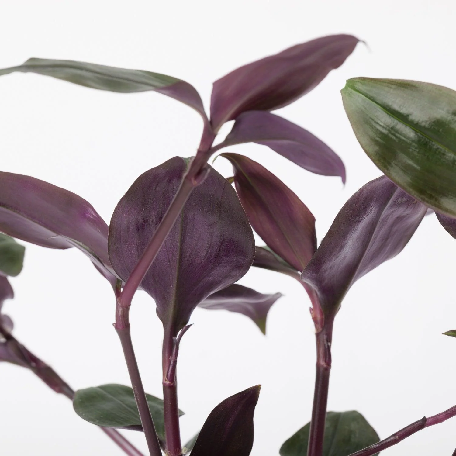 Tradescantia Spathacea Roxxo | House Plant - Image 3