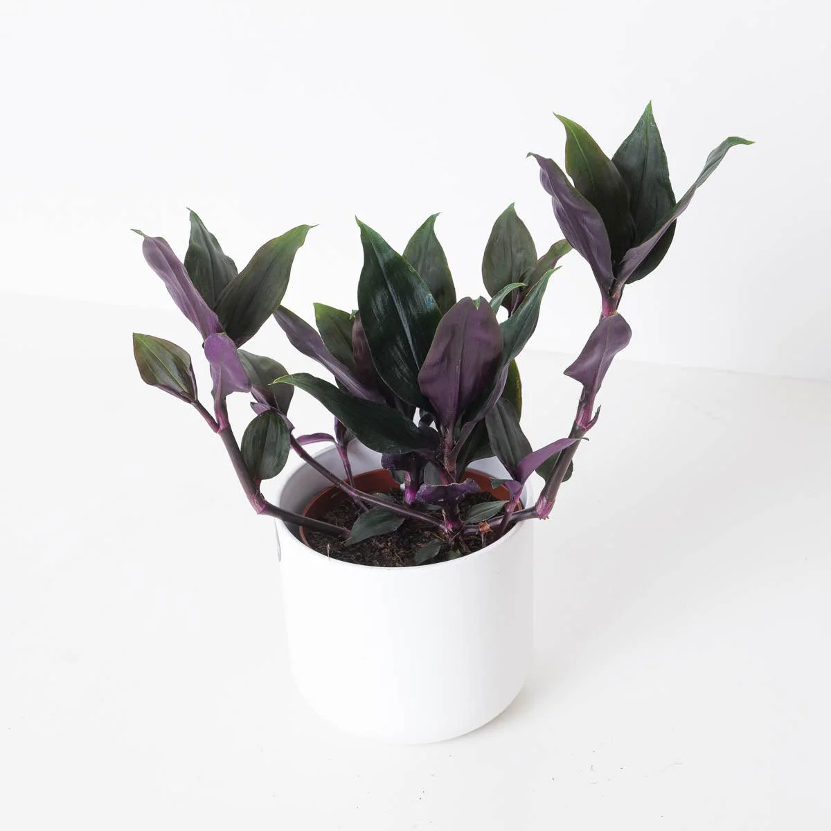 Tradescantia Spathacea Roxxo | House Plant - Image 4