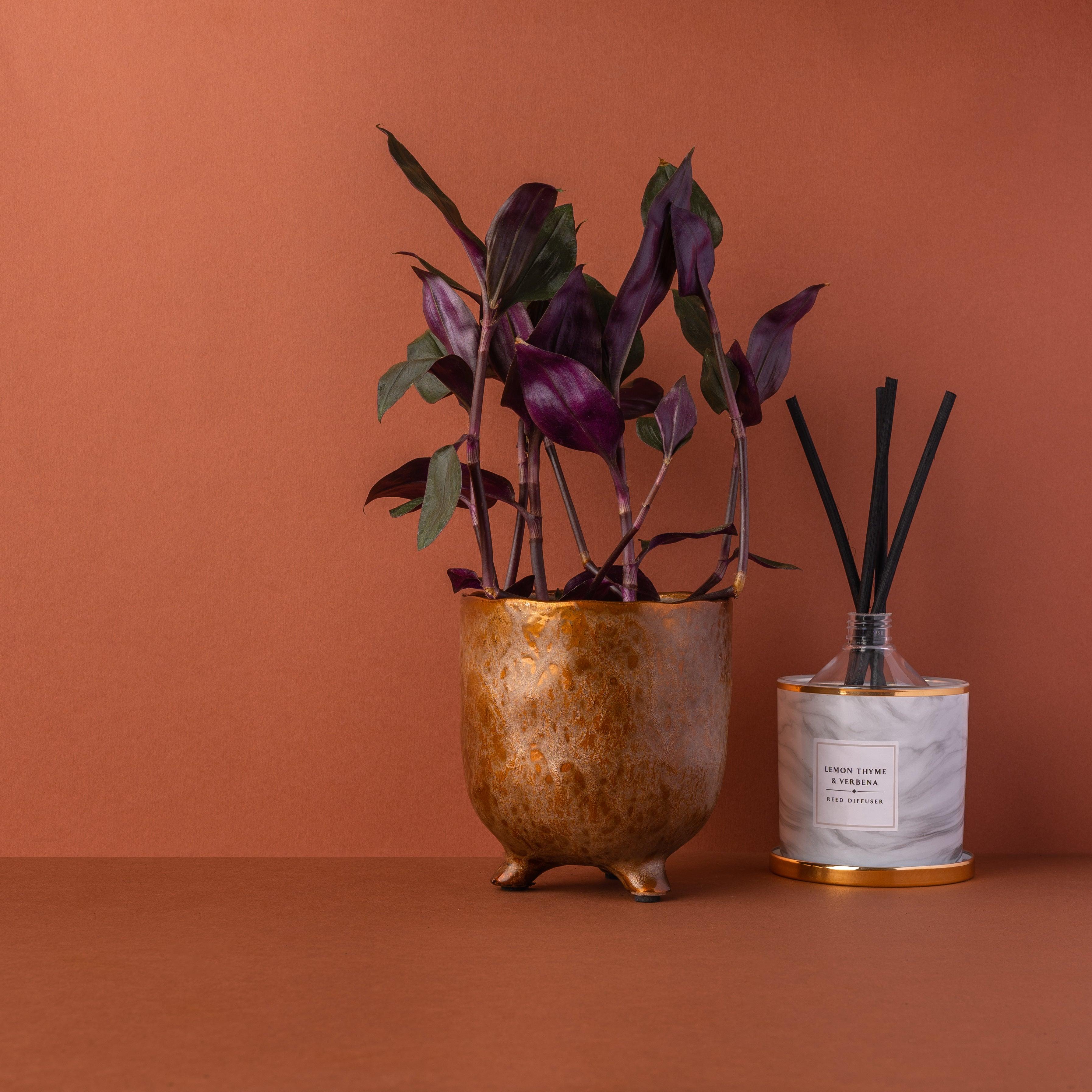 Tradescantia Spathacea Roxxo | House Plant - Image 5