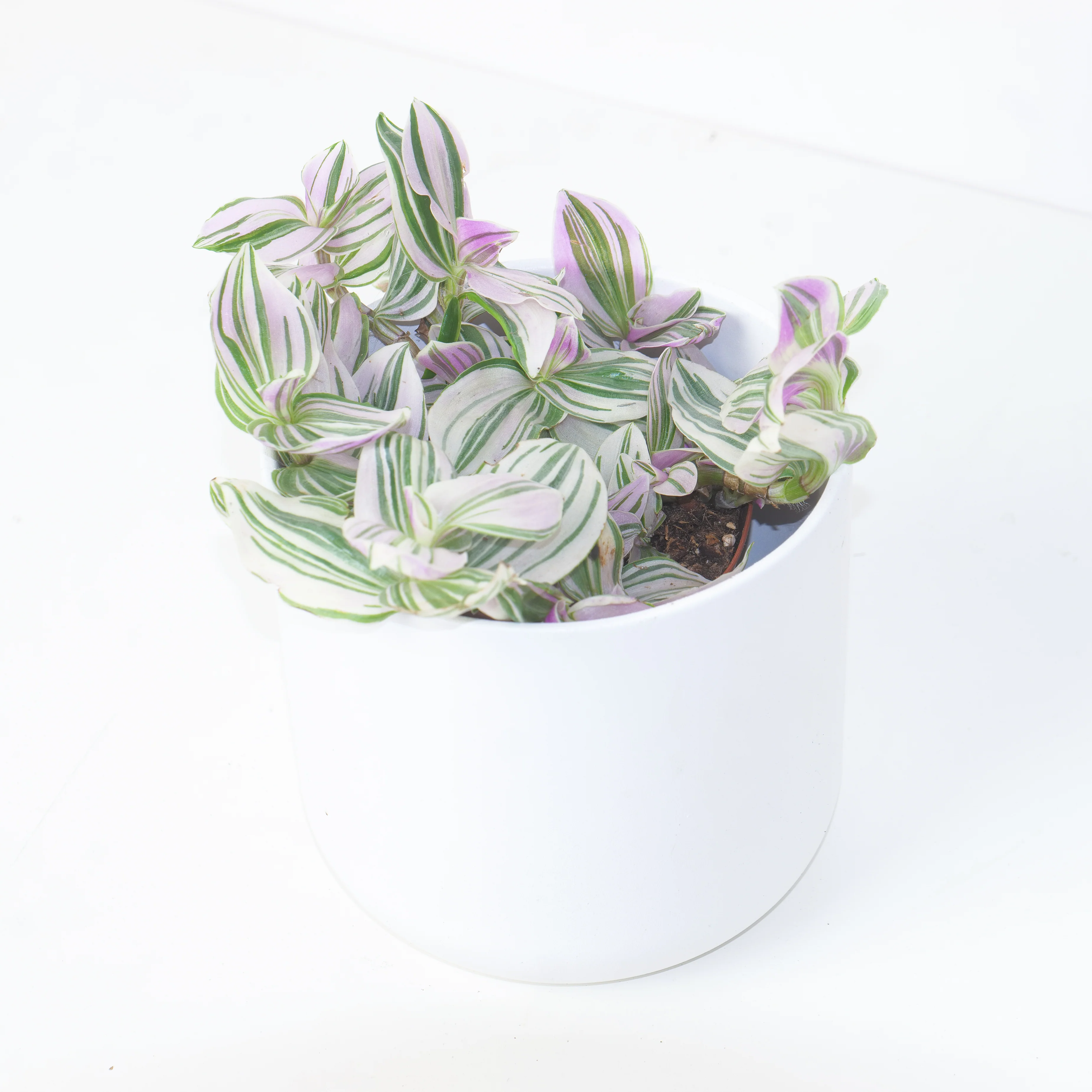 Tradescantia ‘Unicorn’