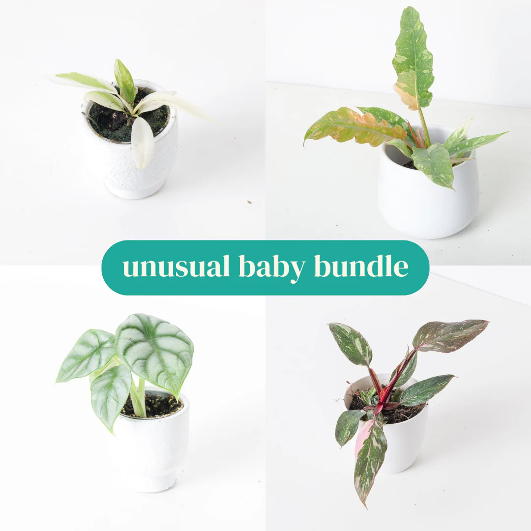 Unusual Baby Bundle