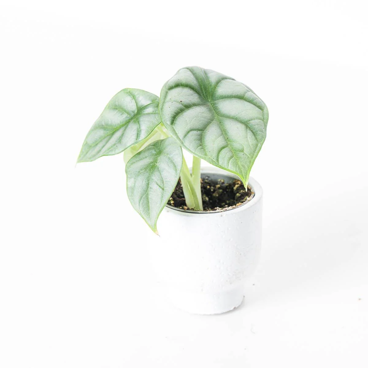 Unusual Baby Bundle - Image 2