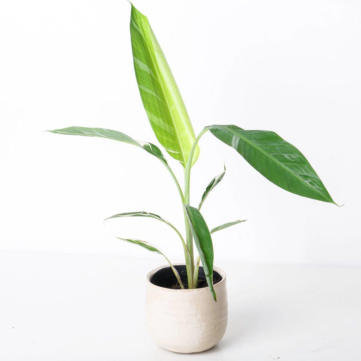 Variegated Banana Plant | Musa Florida