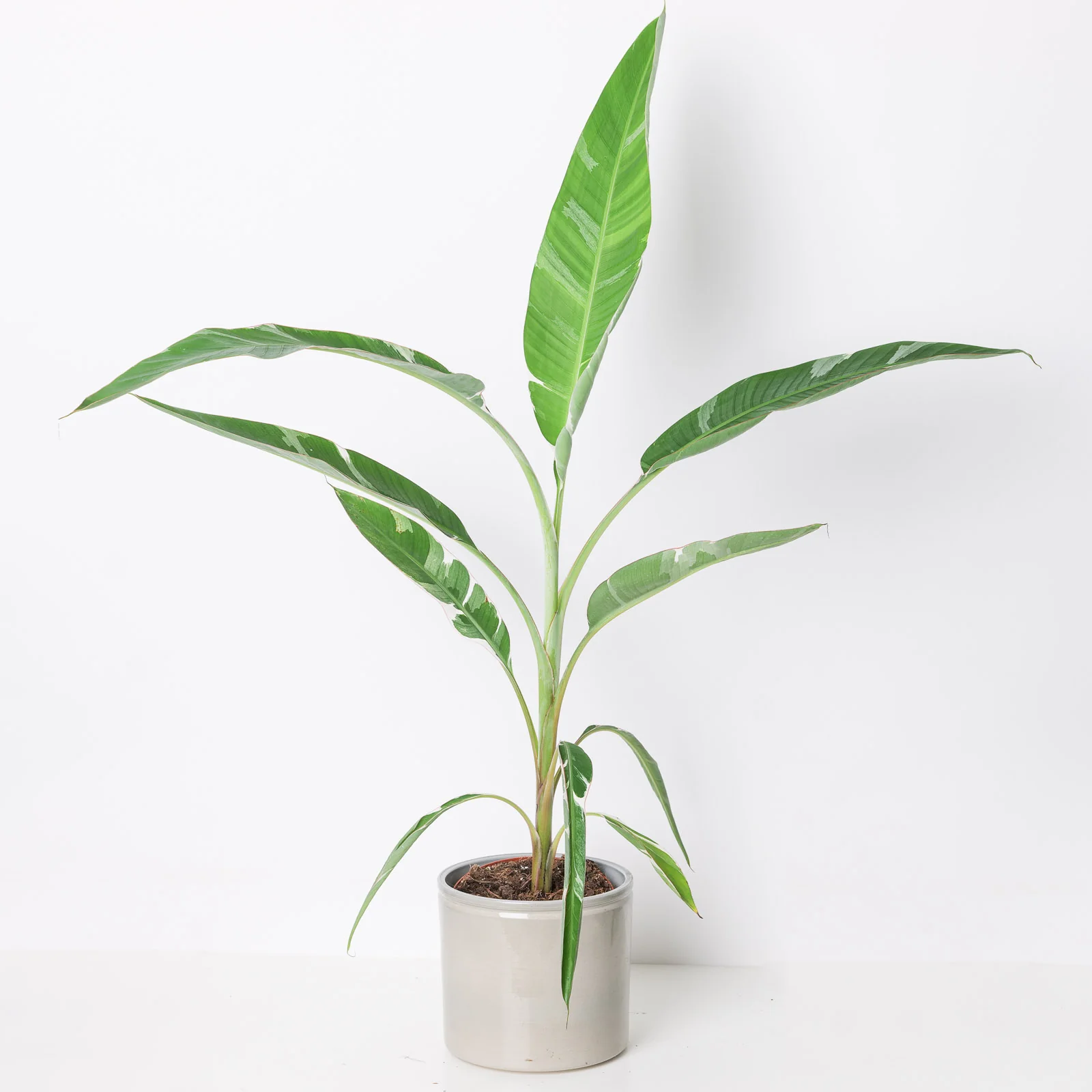 Variegated Banana Plant | Musa Florida - Image 2