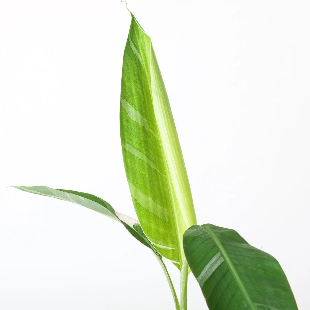 Variegated Banana Plant | Musa Florida - Image 3