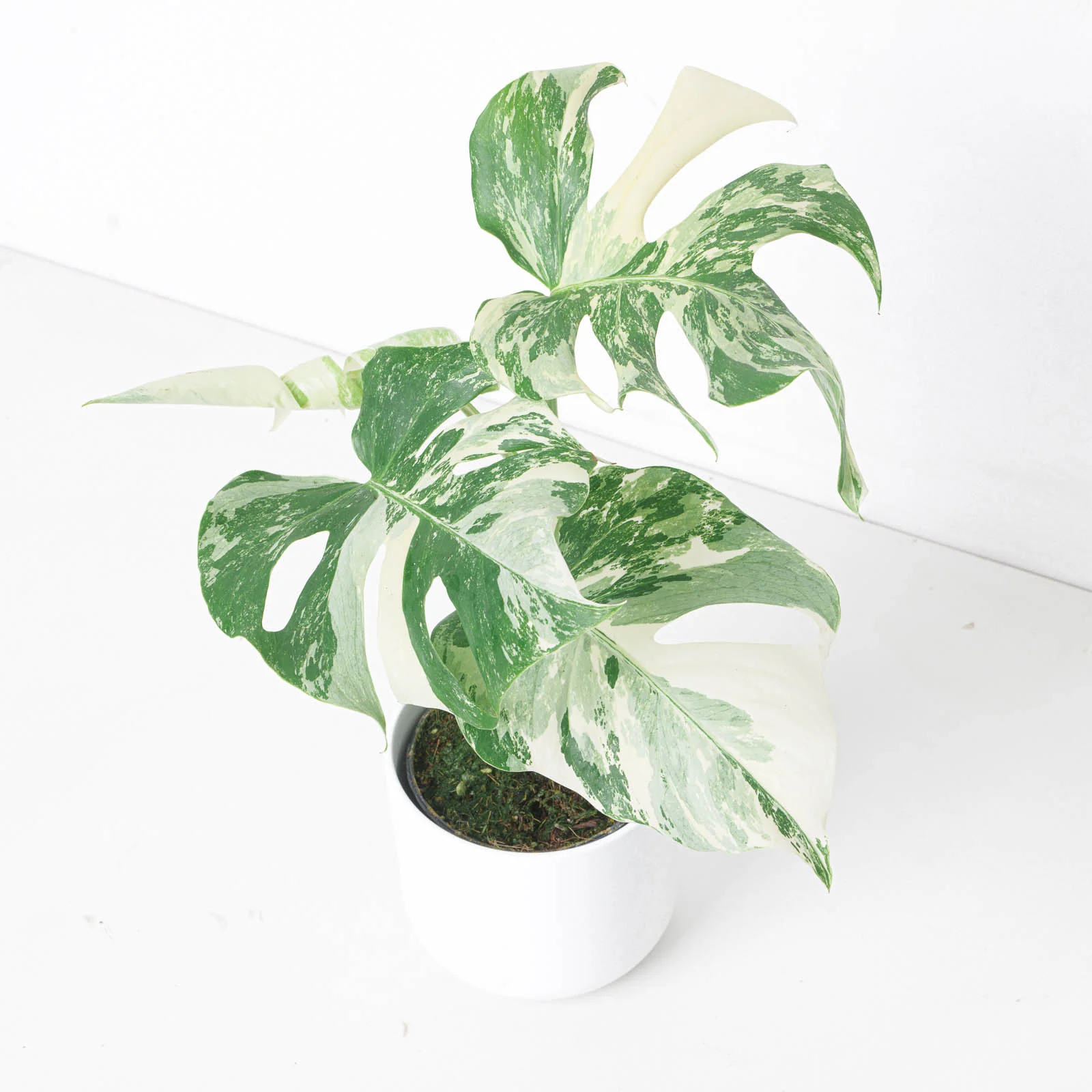 Monstera Deliciosa Albo Variegated