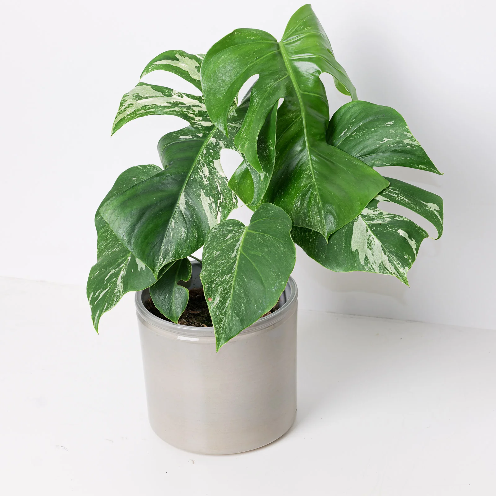 Monstera Deliciosa Albo Variegated - Image 10