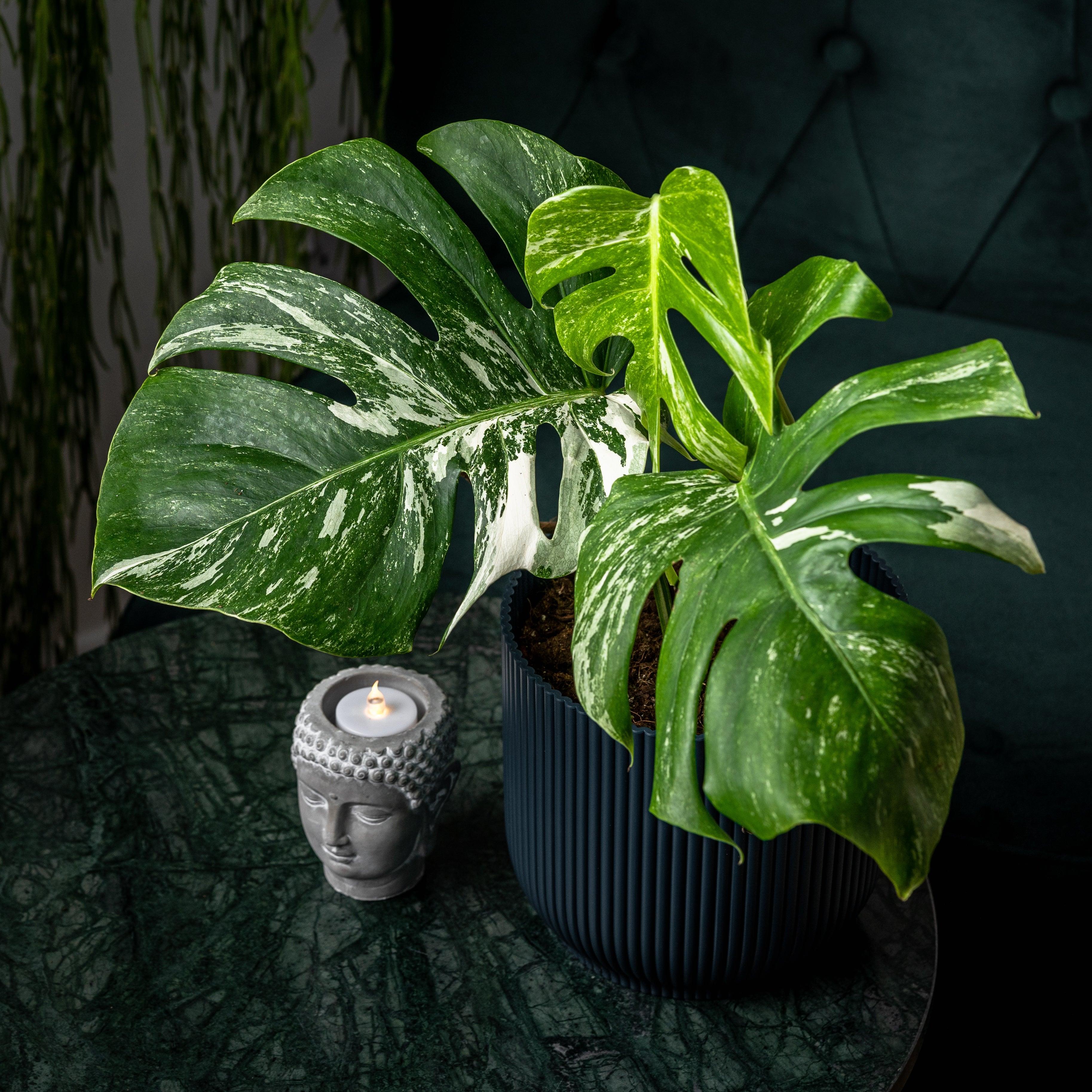 Monstera Deliciosa Albo Variegated - Image 2