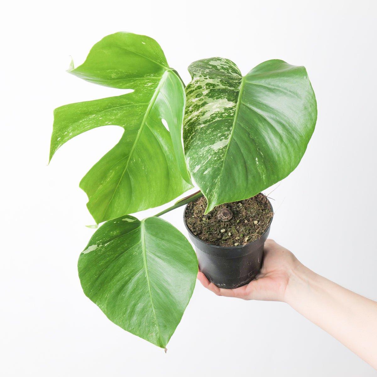 Monstera Deliciosa Albo Variegated - Image 3