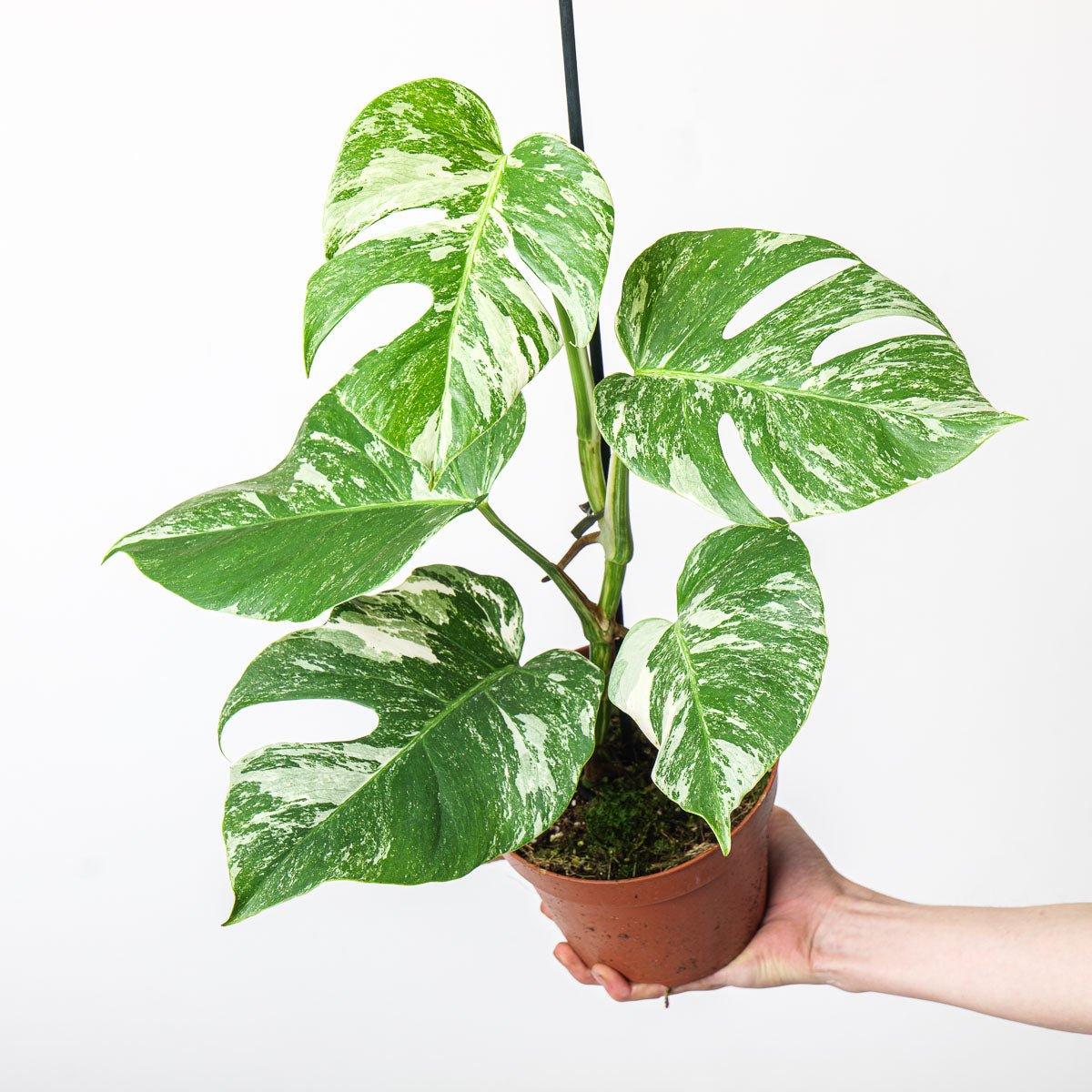 Monstera Deliciosa Albo Variegated - Image 4
