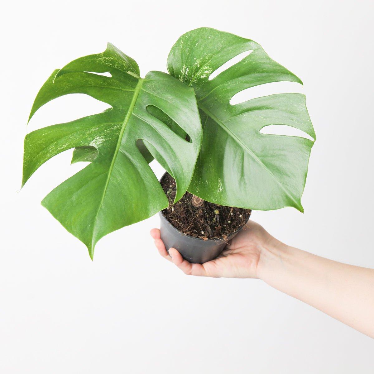 Monstera Deliciosa Albo Variegated - Image 5