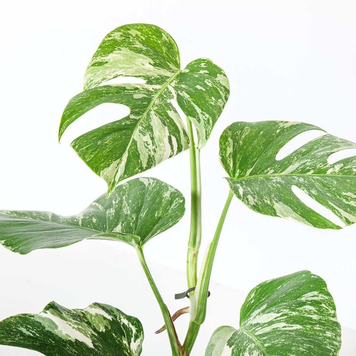 Monstera Deliciosa Albo Variegated - Image 6