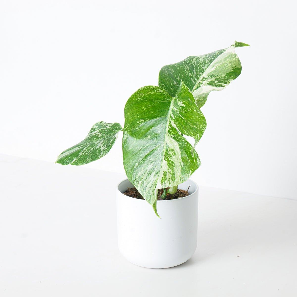 Monstera Deliciosa Albo Variegated - Image 7