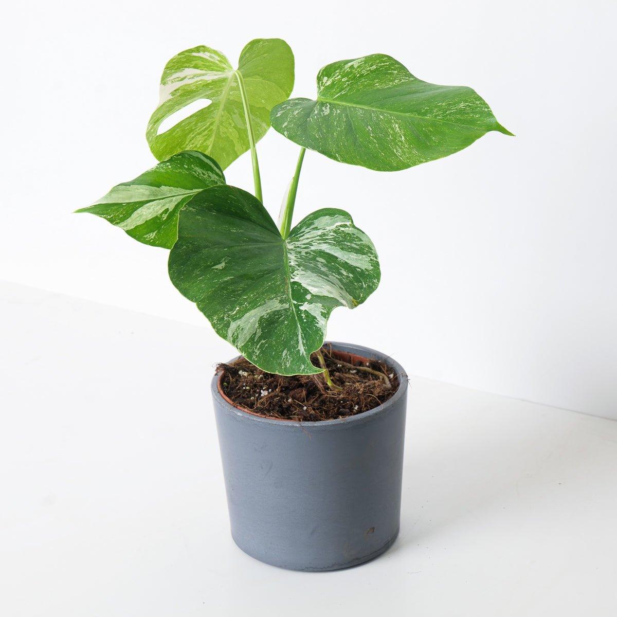 Monstera Deliciosa Albo Variegated - Image 8