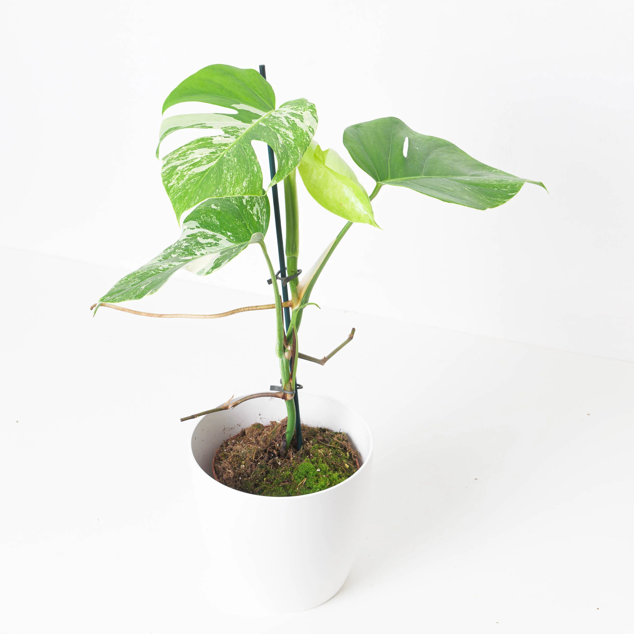 Monstera Deliciosa Albo Variegated - Image 9