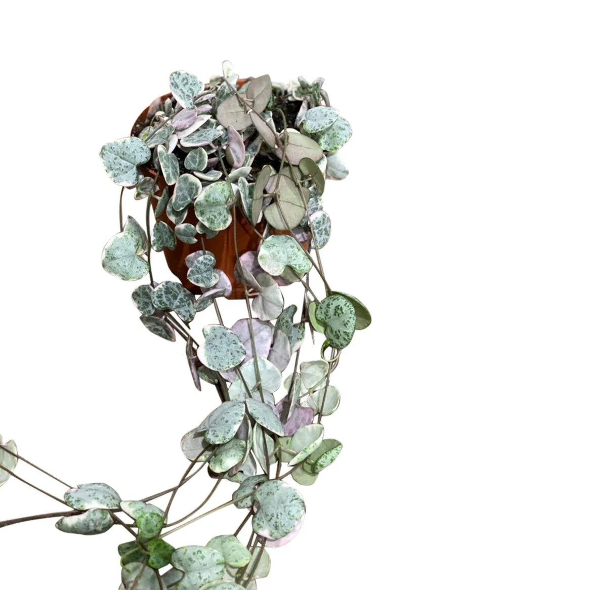 String of Hearts Variegated | Ceropegia Woodii - Image 3