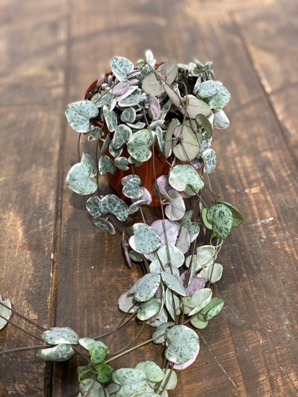 String of Hearts Variegated | Ceropegia Woodii - Image 4