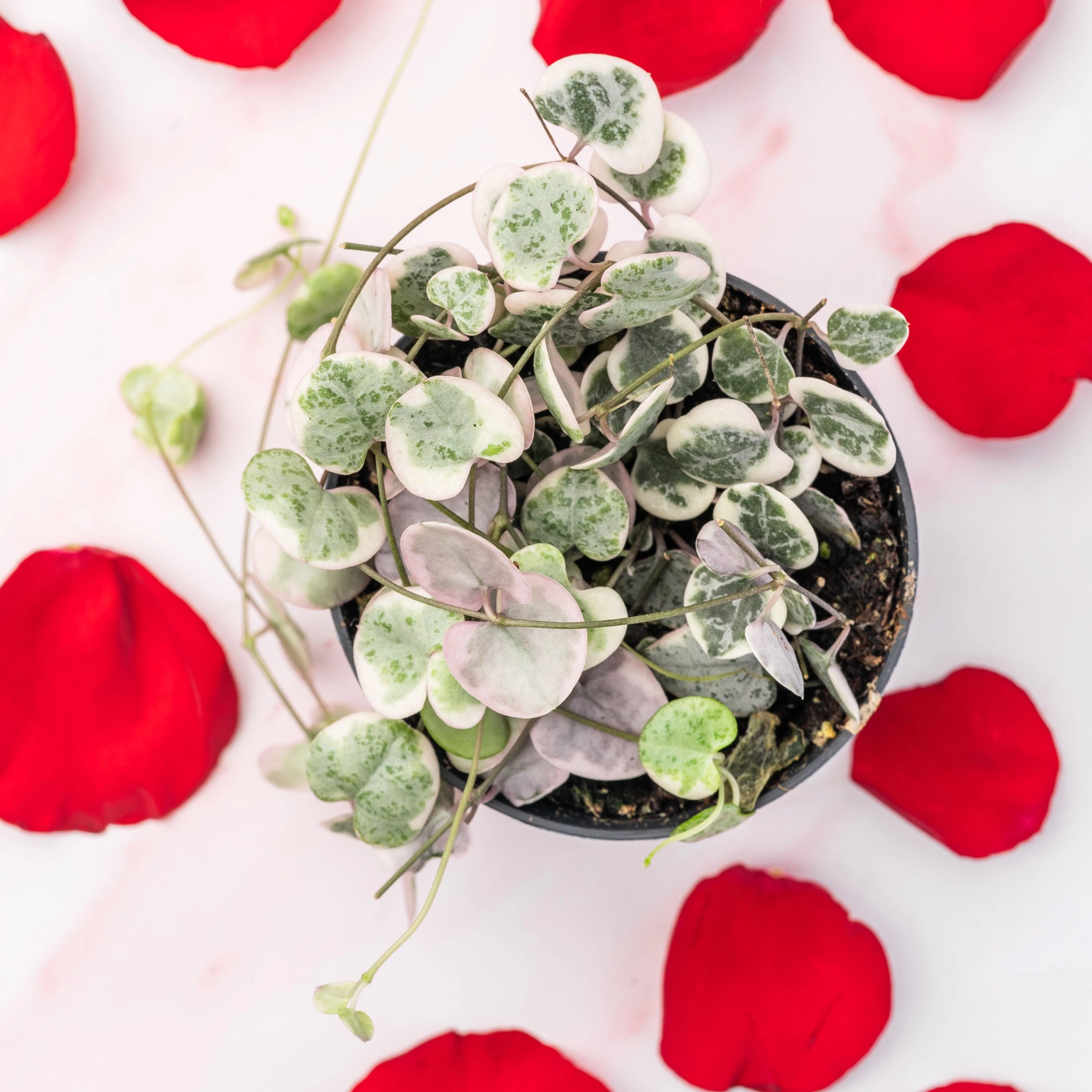String of Hearts Variegated | Ceropegia Woodii - Image 5