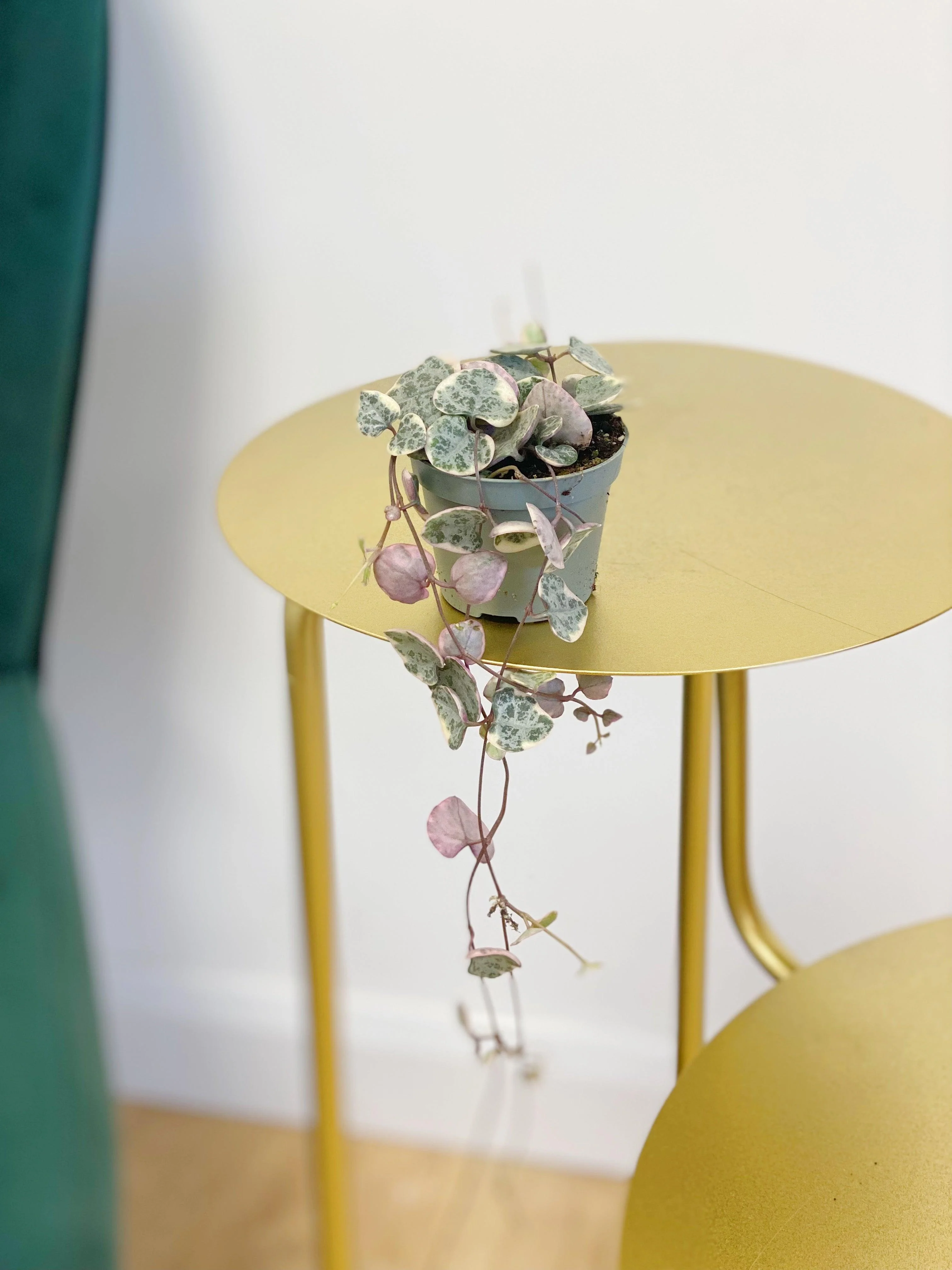 String of Hearts Variegated | Ceropegia Woodii - Image 6