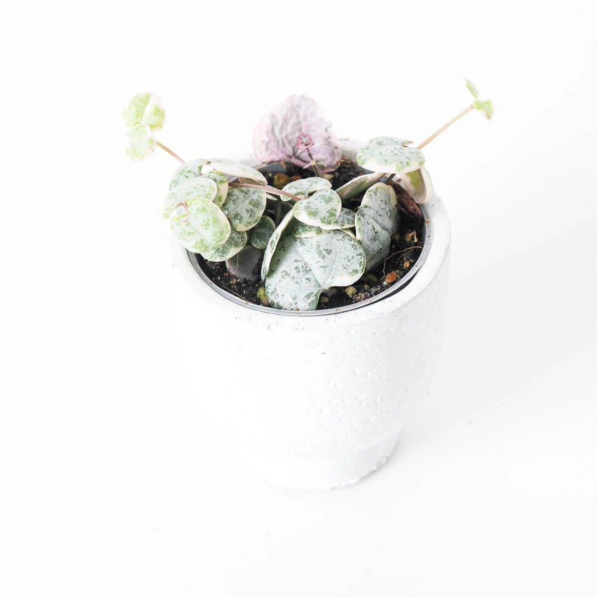 String of Hearts Variegated | Ceropegia Woodii - Image 7