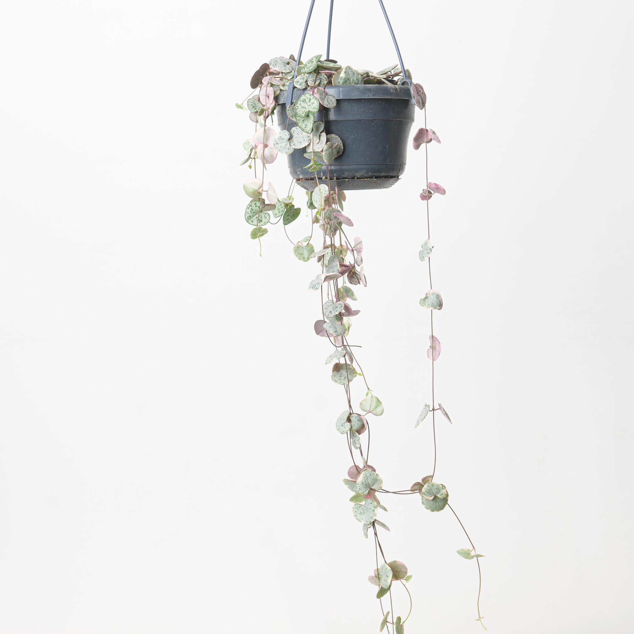 String of Hearts Variegated | Ceropegia Woodii - Image 8