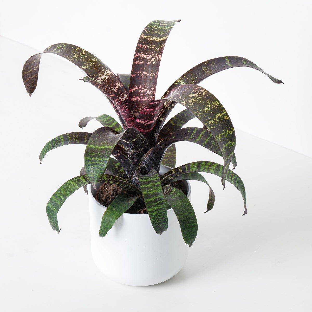 Vriesea Chestnut