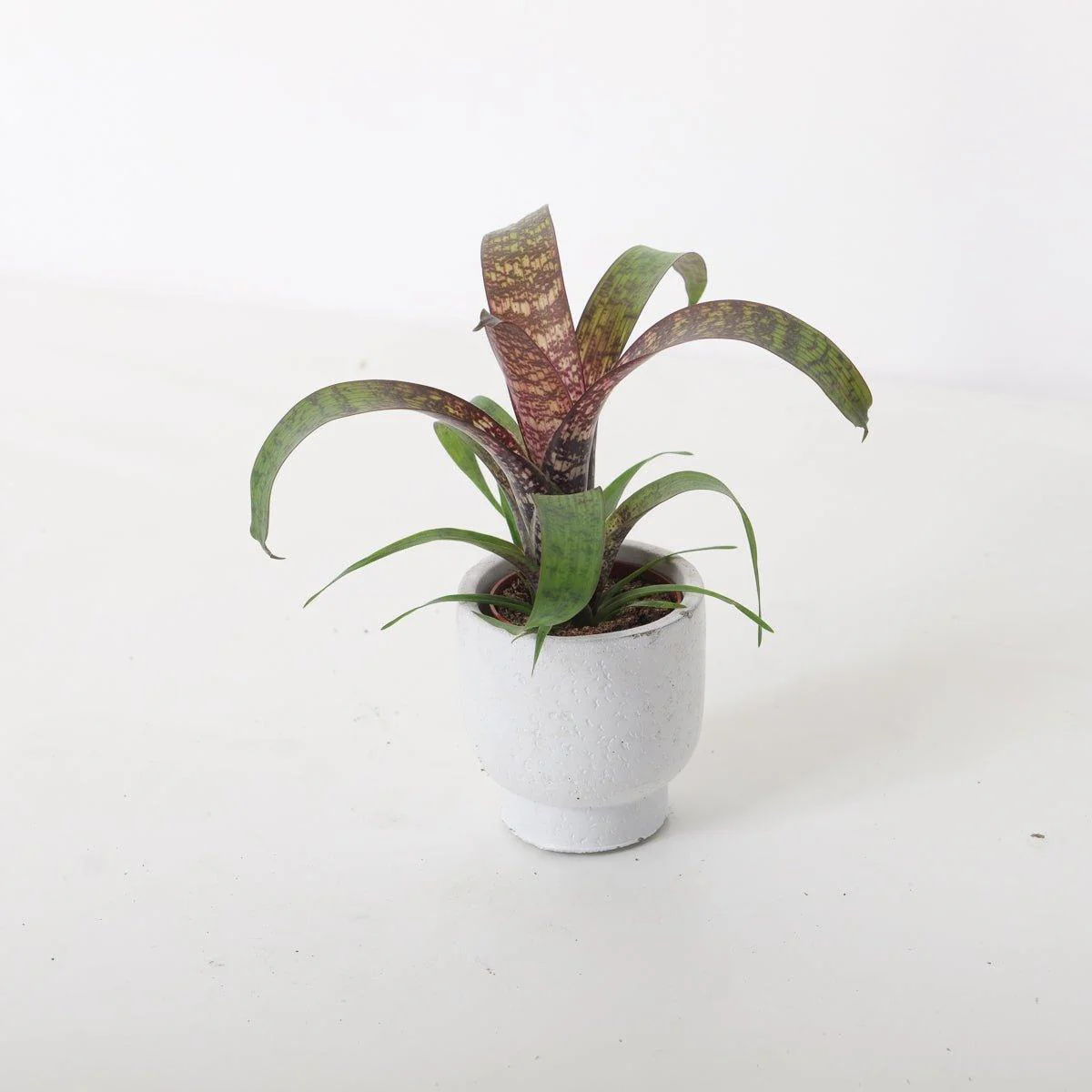 Vriesea Chestnut - Image 2