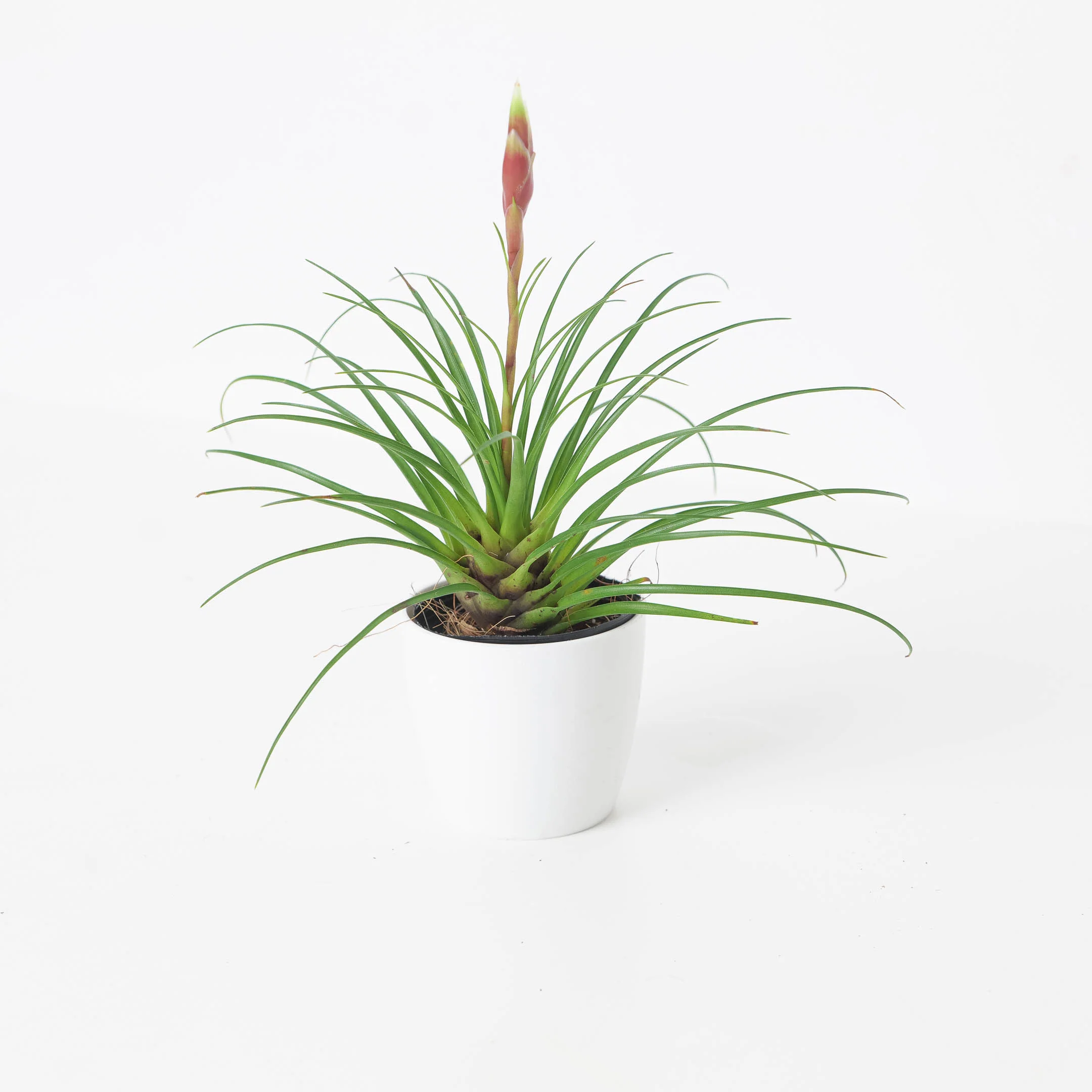 Vriesea Correia-Araujoi