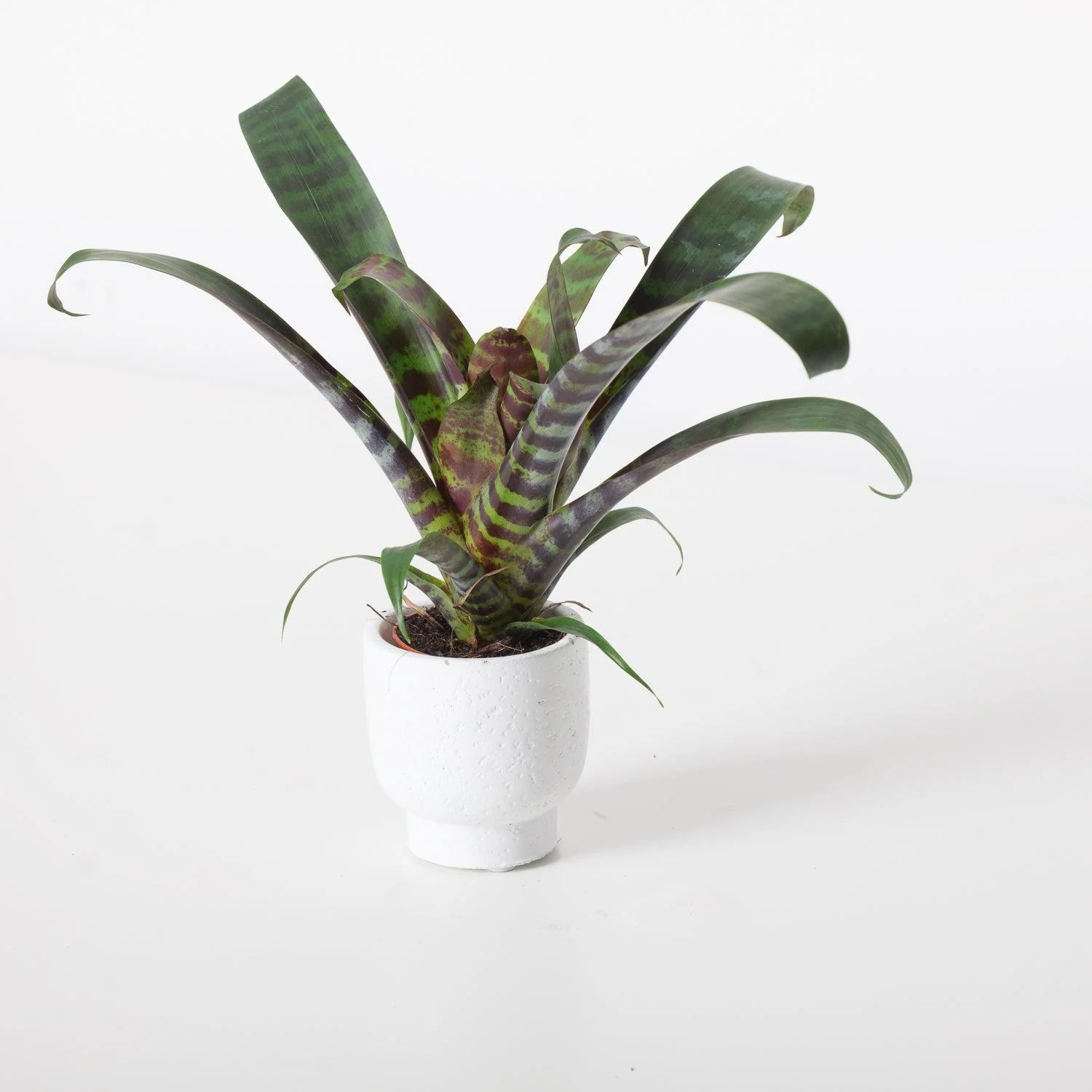 Vriesea Era | House Plant