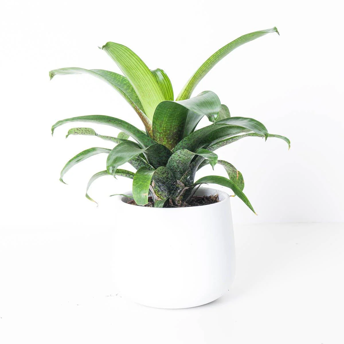 Vriesea Fenestralis